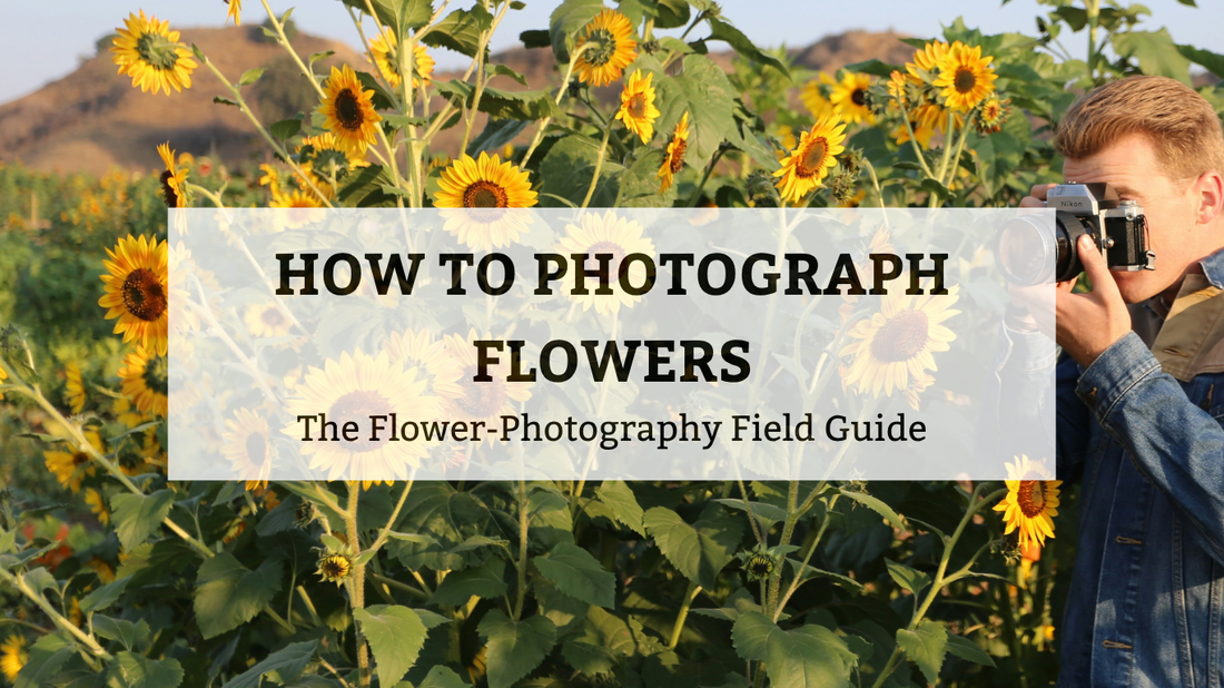 A person taking a photo of a sunflower field with the text overlay "HOW TO PHOTOGRAPH FLOWERS: The Flower-Photography Field Guide."